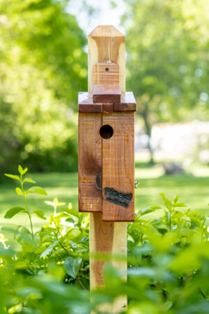 BlueBird house